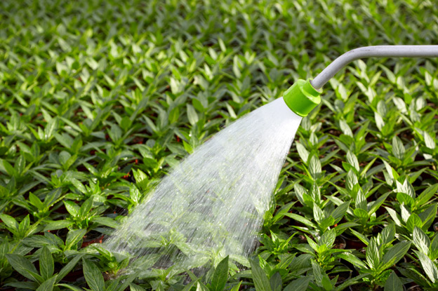 watering plants